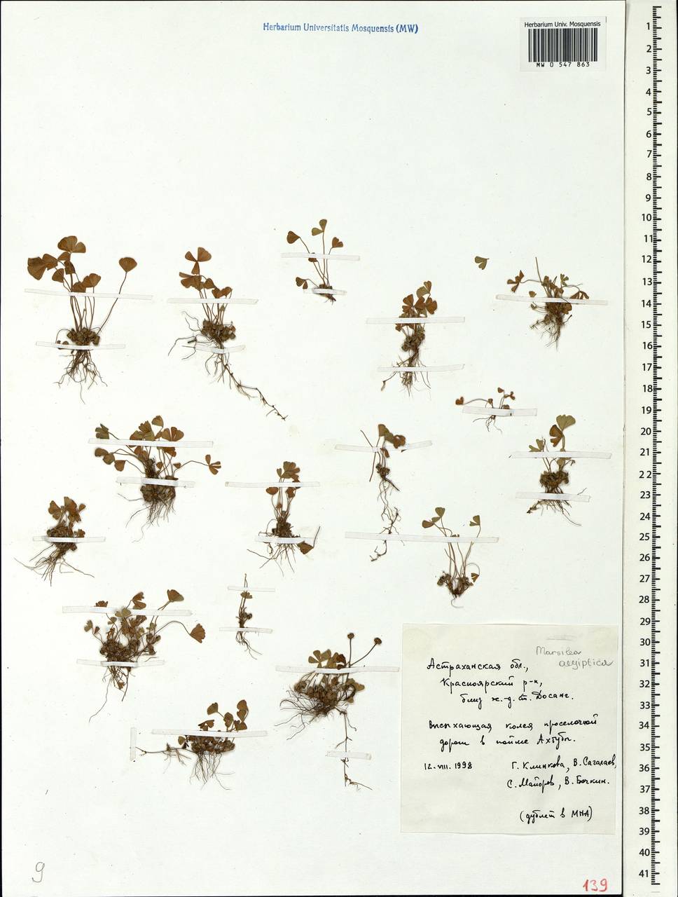 Marsilea aegyptiaca Willd., Eastern Europe, Lower Volga region (E9) (Russia)