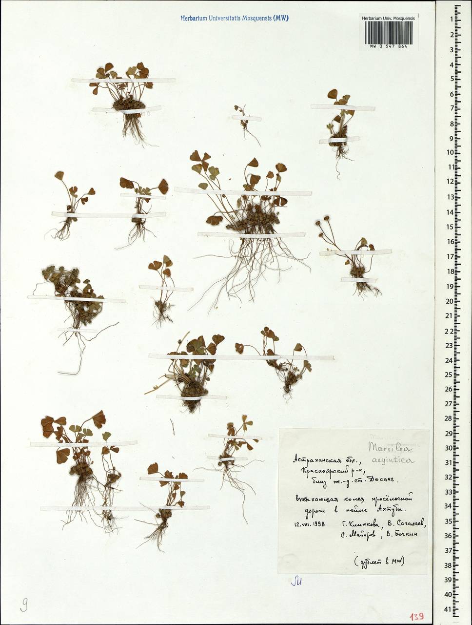 Marsilea aegyptiaca Willd., Eastern Europe, Lower Volga region (E9) (Russia)