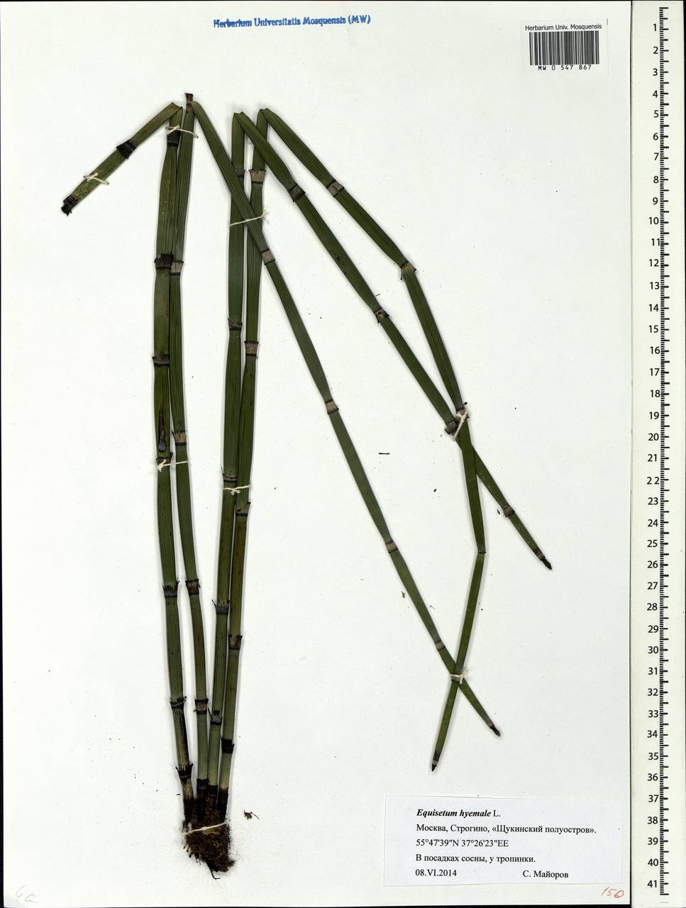 Equisetum hyemale L., Eastern Europe, Moscow region (E4a) (Russia)