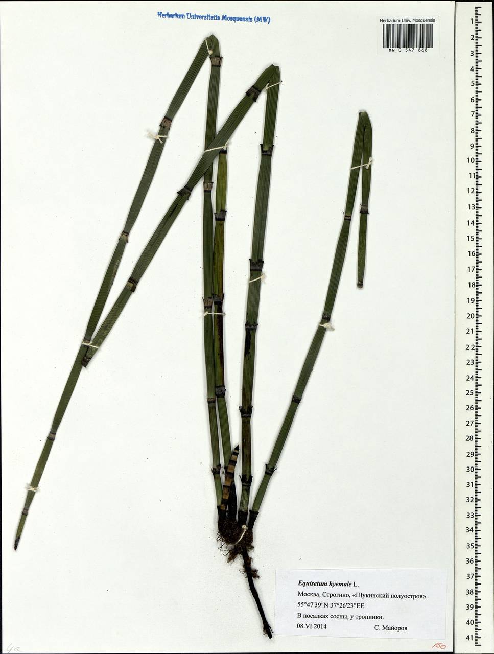 Equisetum hyemale L., Eastern Europe, Moscow region (E4a) (Russia)