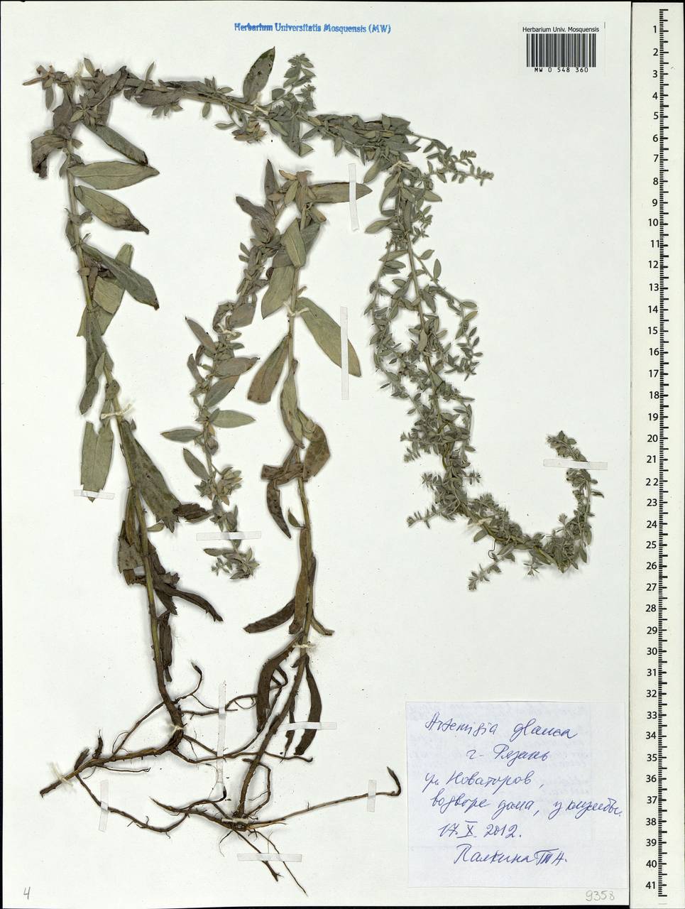 Artemisia glauca Pall. ex Willd., Eastern Europe, Central region (E4) (Russia)