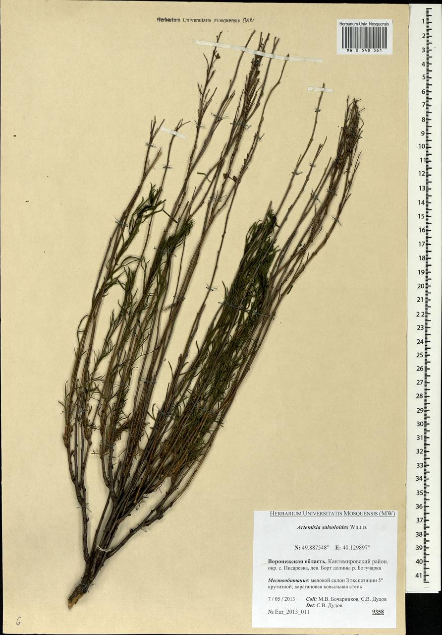 Artemisia salsoloides Willd., Eastern Europe, Central forest-and-steppe region (E6) (Russia)