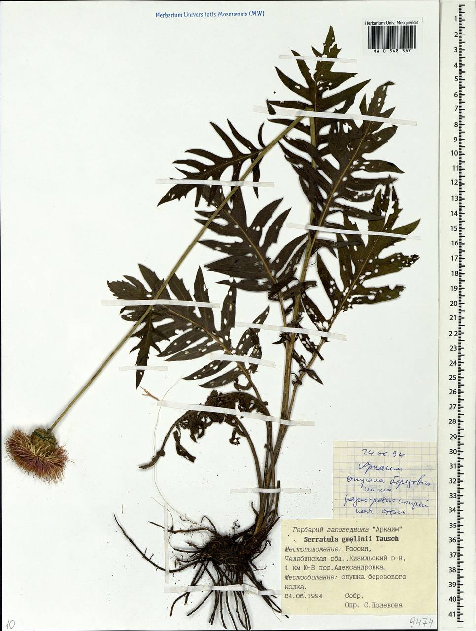 Klasea radiata subsp. gmelinii (Tausch) L. Martins, Eastern Europe, Eastern region (E10) (Russia)