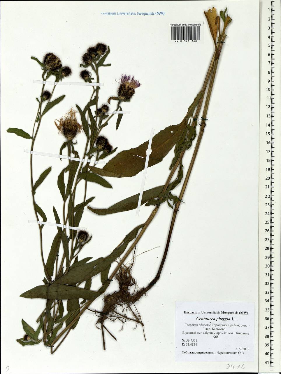 Centaurea phrygia L., Eastern Europe, North-Western region (E2) (Russia)