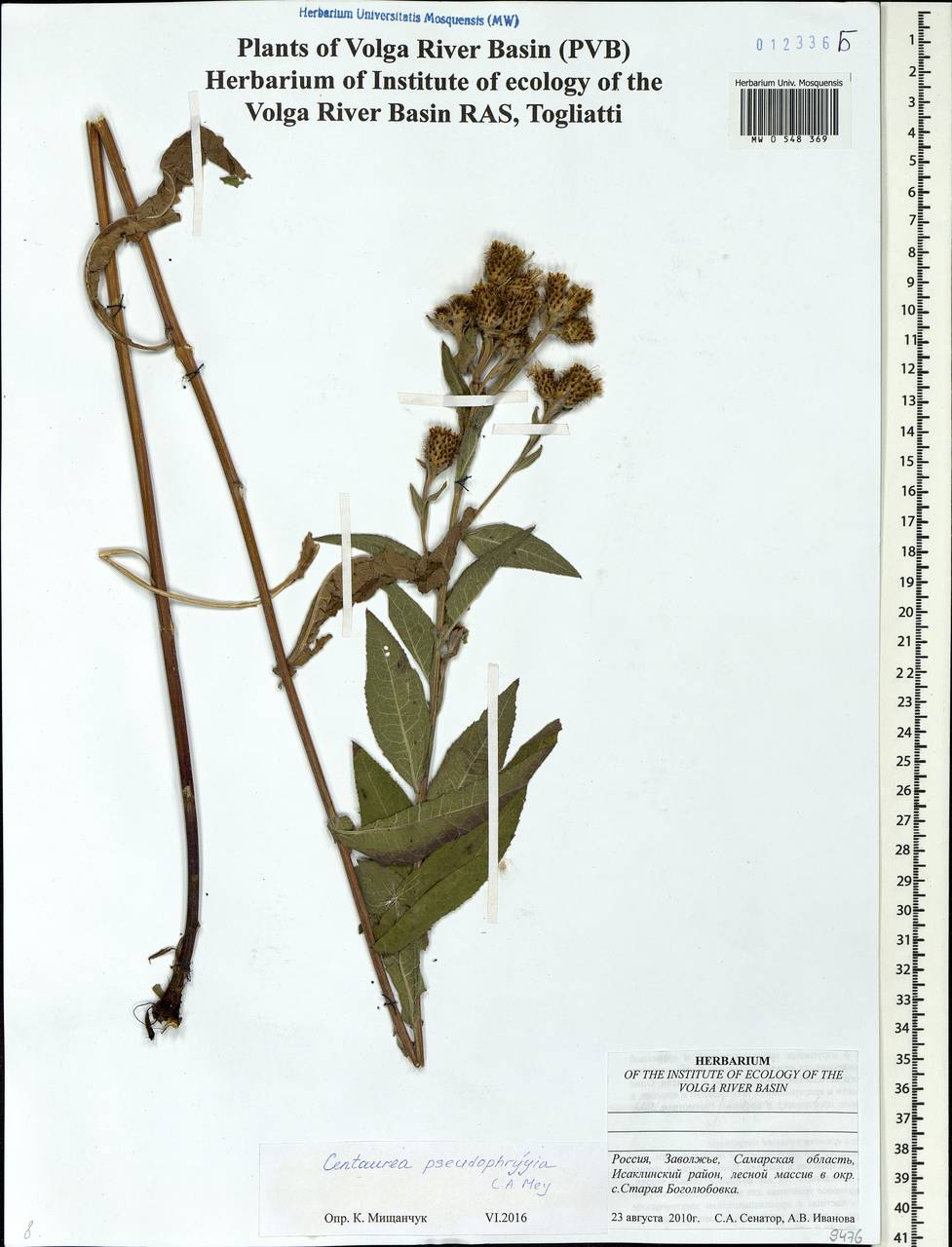 Centaurea pseudophrygia C. A. Mey., Eastern Europe, Middle Volga region (E8) (Russia)