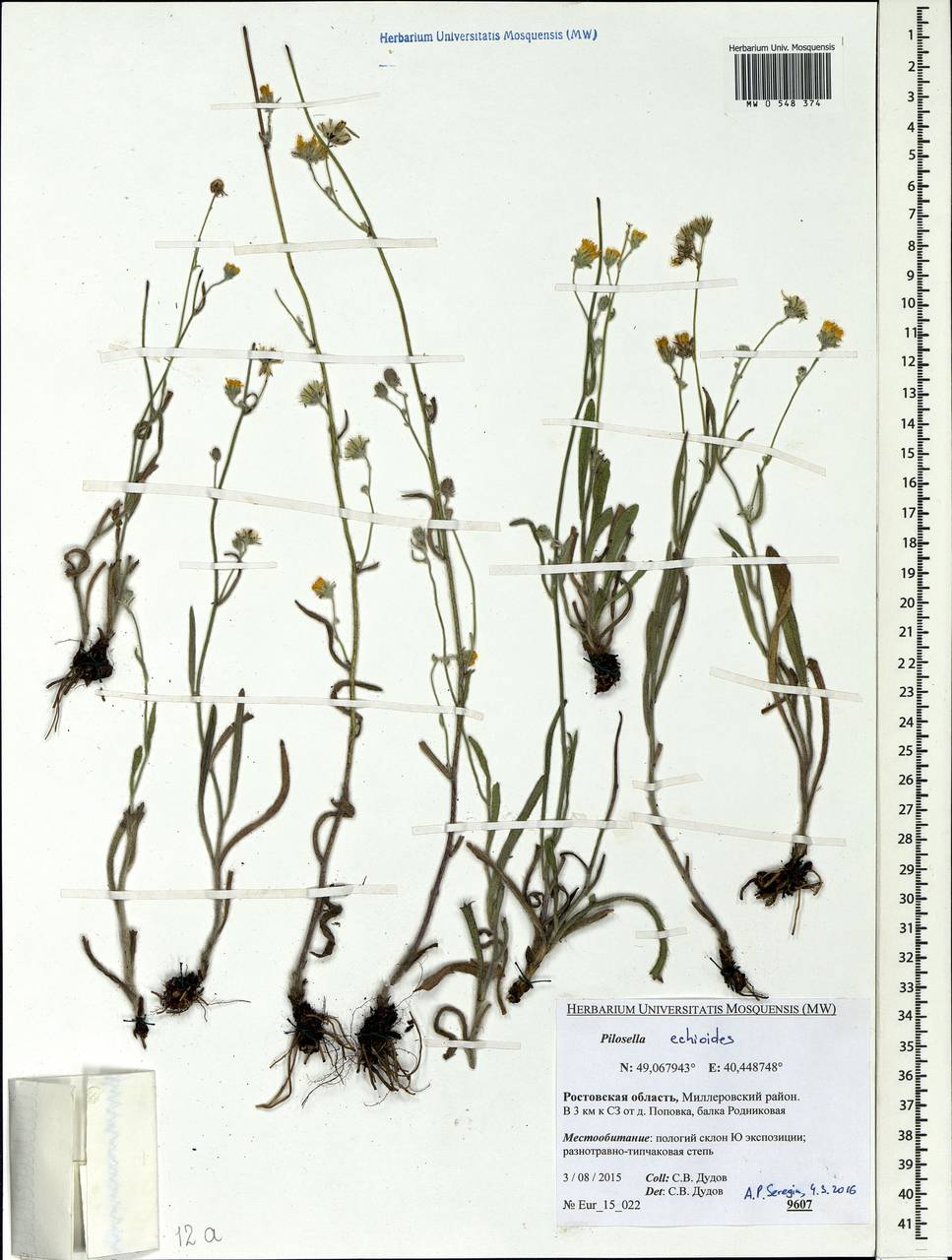 Pilosella echioides subsp. echioides, Eastern Europe, Rostov Oblast (E12a) (Russia)