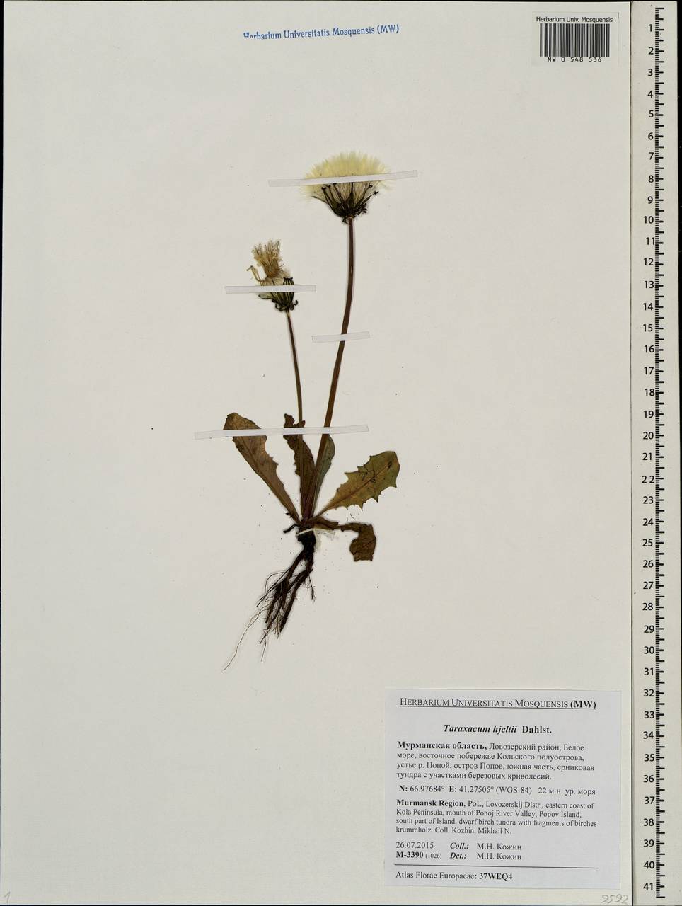 Taraxacum hjeltii (Dahlst.) Dahlst., Eastern Europe, Northern region (E1) (Russia)