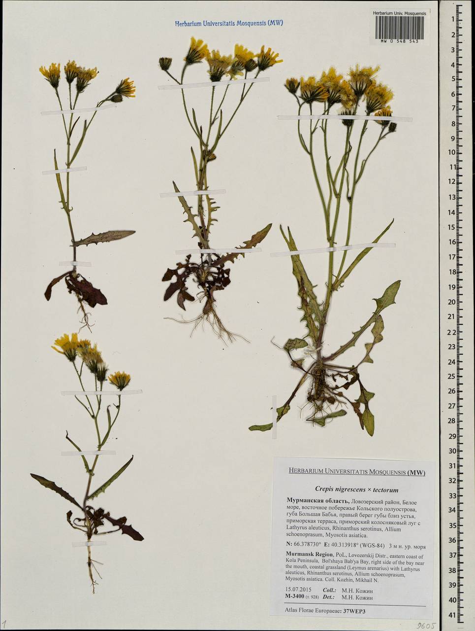 Crepis nigrescens × tectorum, Eastern Europe, Northern region (E1) (Russia)