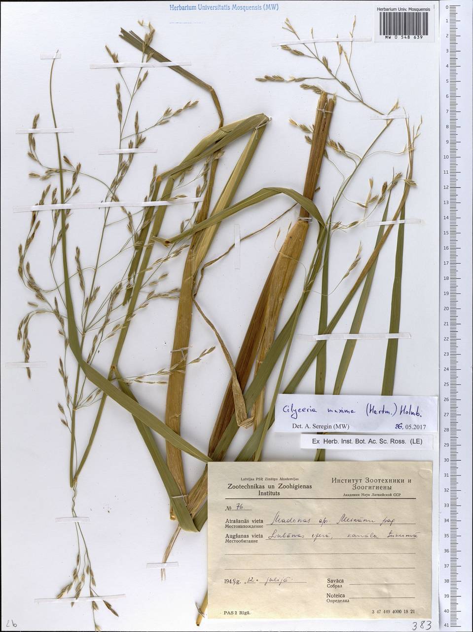 Glyceria maxima (Hartm.) Holmb., Eastern Europe, Latvia (E2b) (Latvia)