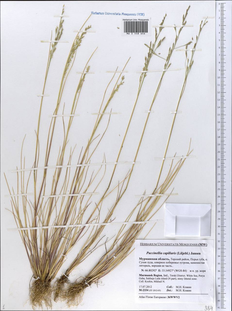 Puccinellia distans (Jacq.) Parl., Eastern Europe, Northern region (E1) (Russia)