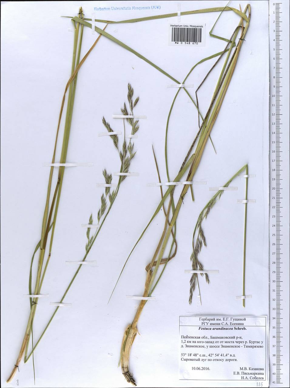Festuca arundinacea Schreb. , nom. cons., Eastern Europe, Middle Volga region (E8) (Russia)