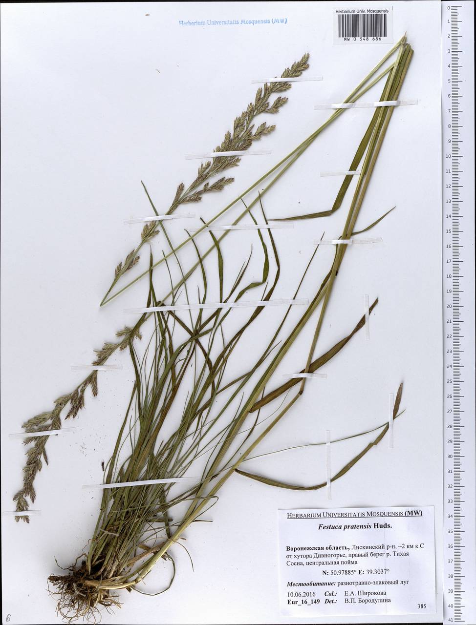 Lolium pratense, Eastern Europe, Central forest-and-steppe region (E6) (Russia)
