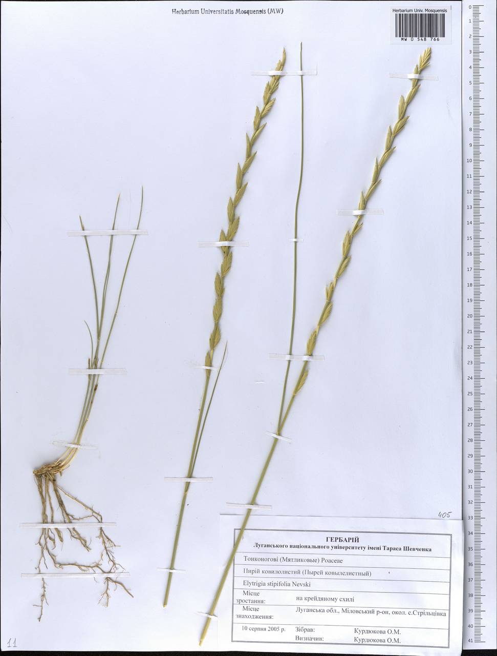 Pseudoroegneria stipifolia (Trautv.) Á.Löve, Eastern Europe, North Ukrainian region (E11) (Ukraine)