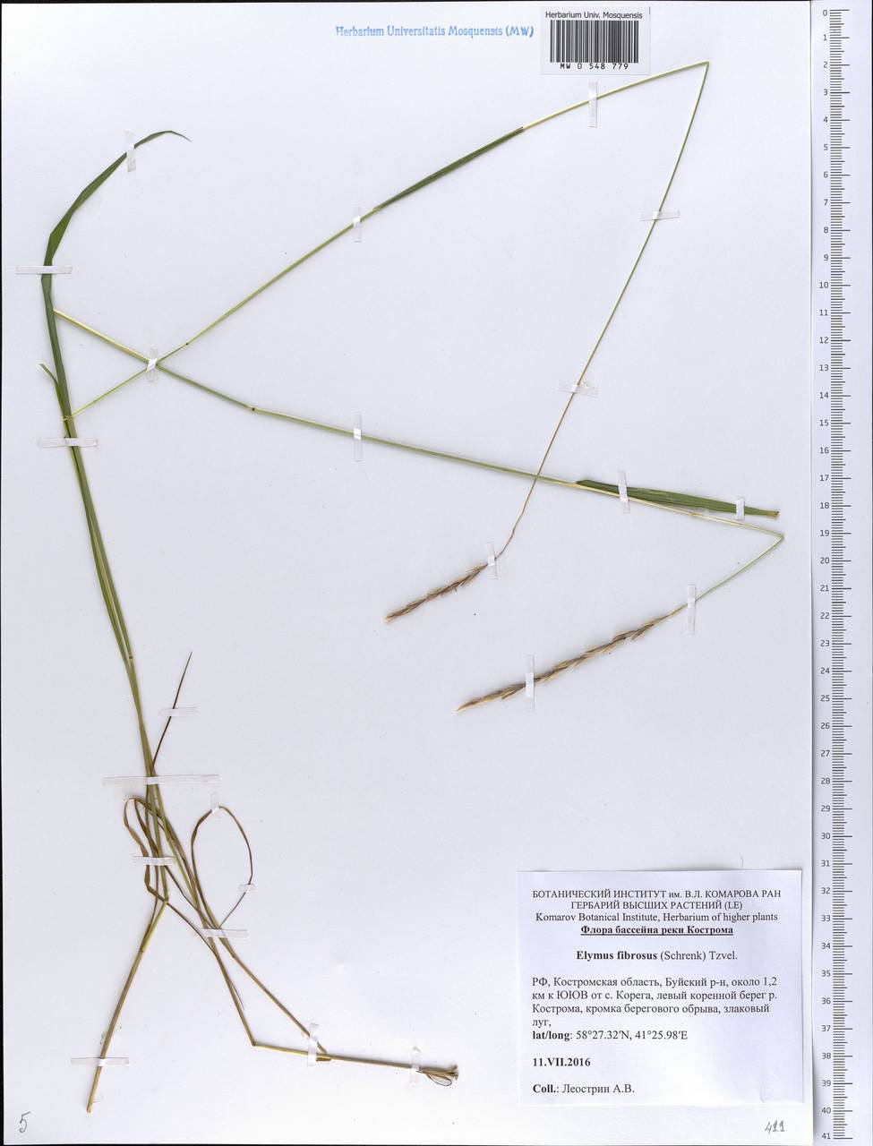 Elymus fibrosus (Schrenk) Tzvelev, Eastern Europe, Central forest region (E5) (Russia)