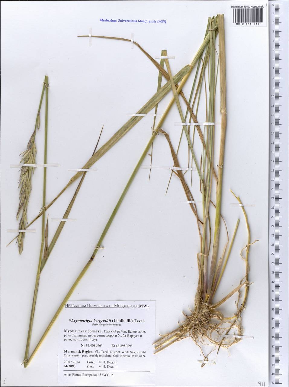 × Elyleymus bergrothii (H.Lindb.) Conert, Eastern Europe, Northern region (E1) (Russia)