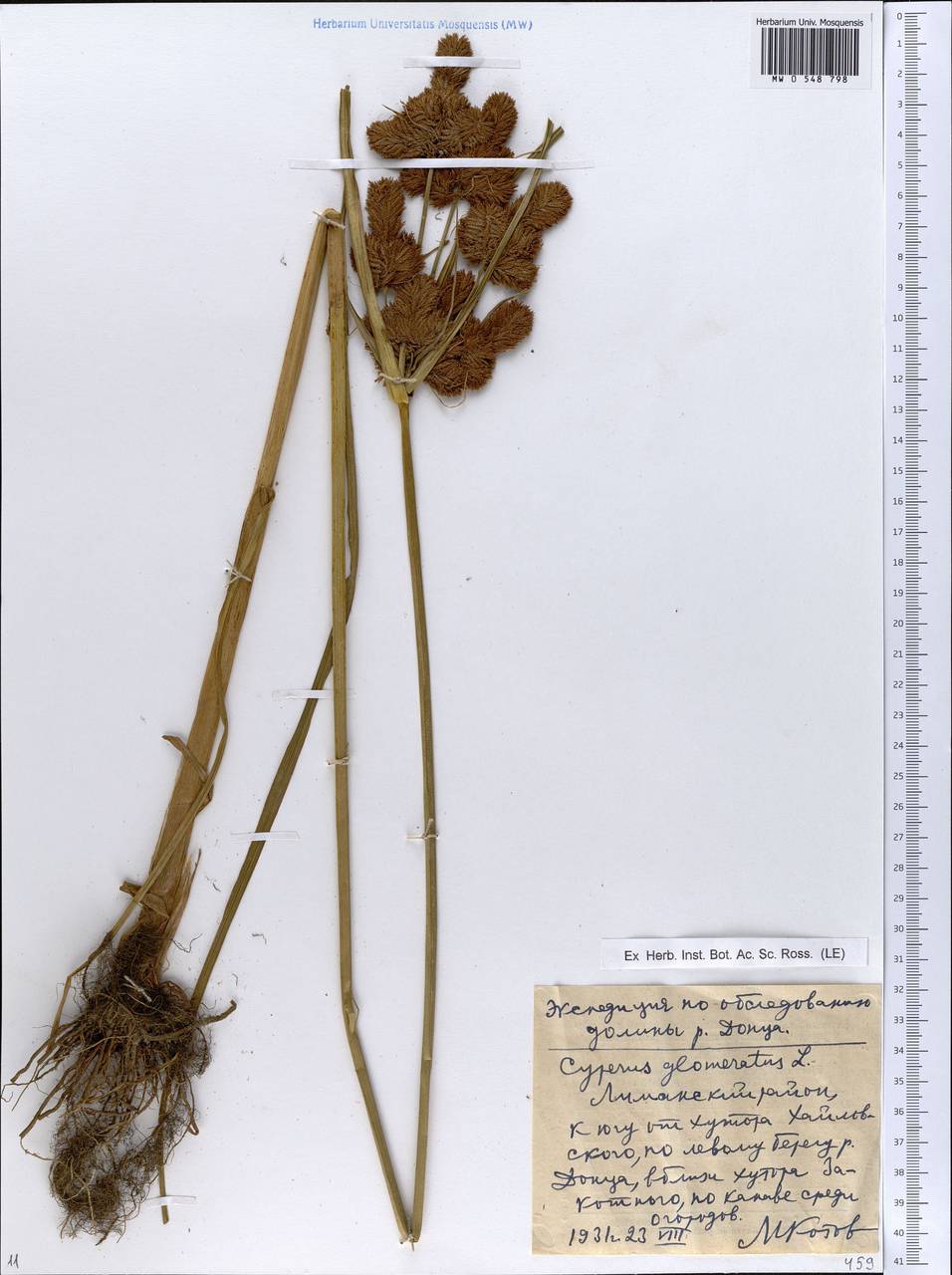 Cyperus glomeratus L., Eastern Europe, North Ukrainian region (E11) (Ukraine)