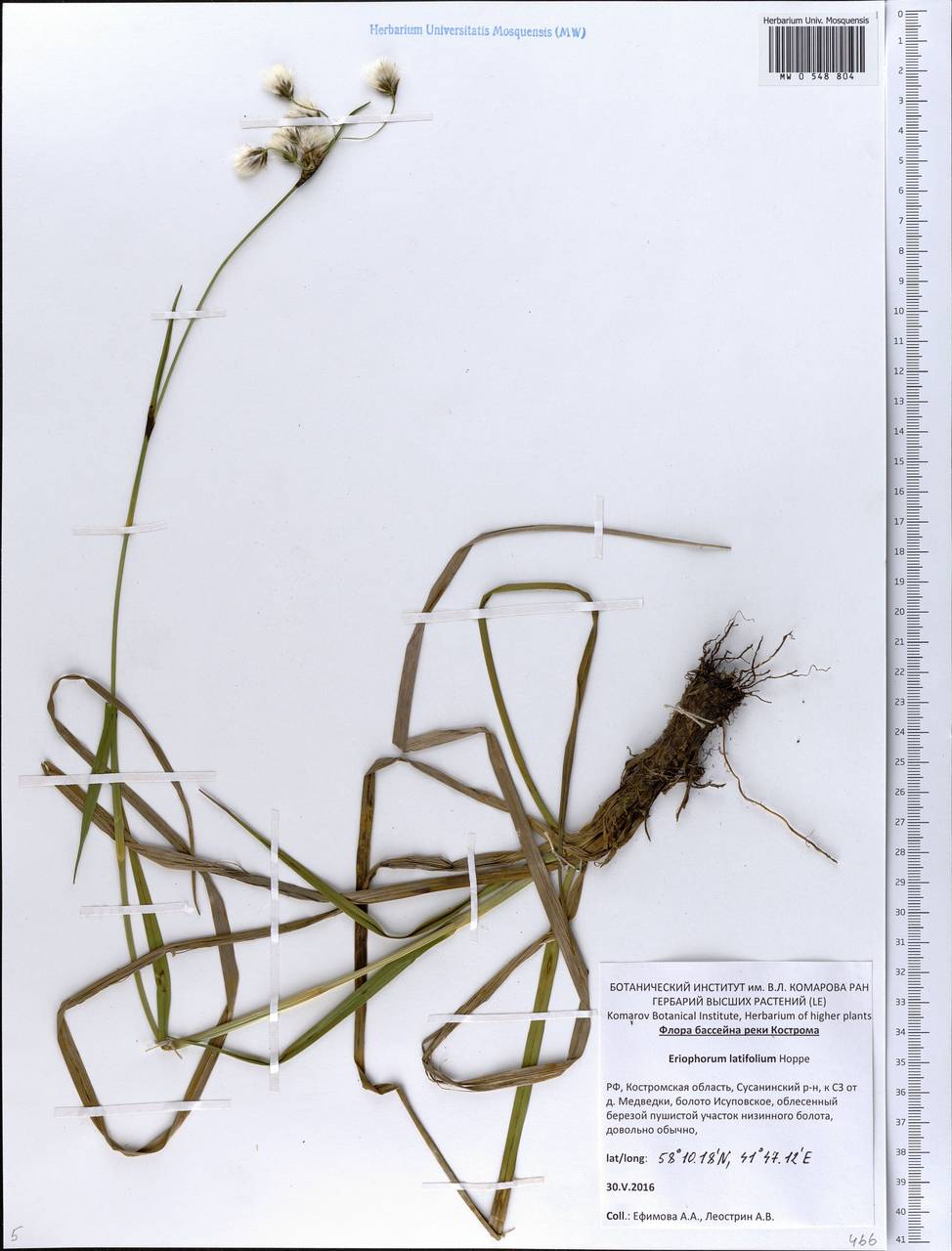 Eriophorum latifolium Hoppe, Eastern Europe, Central forest region (E5) (Russia)