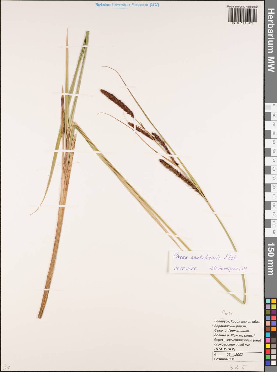 Carex acutiformis Ehrh., Eastern Europe, Belarus (E3a) (Belarus)