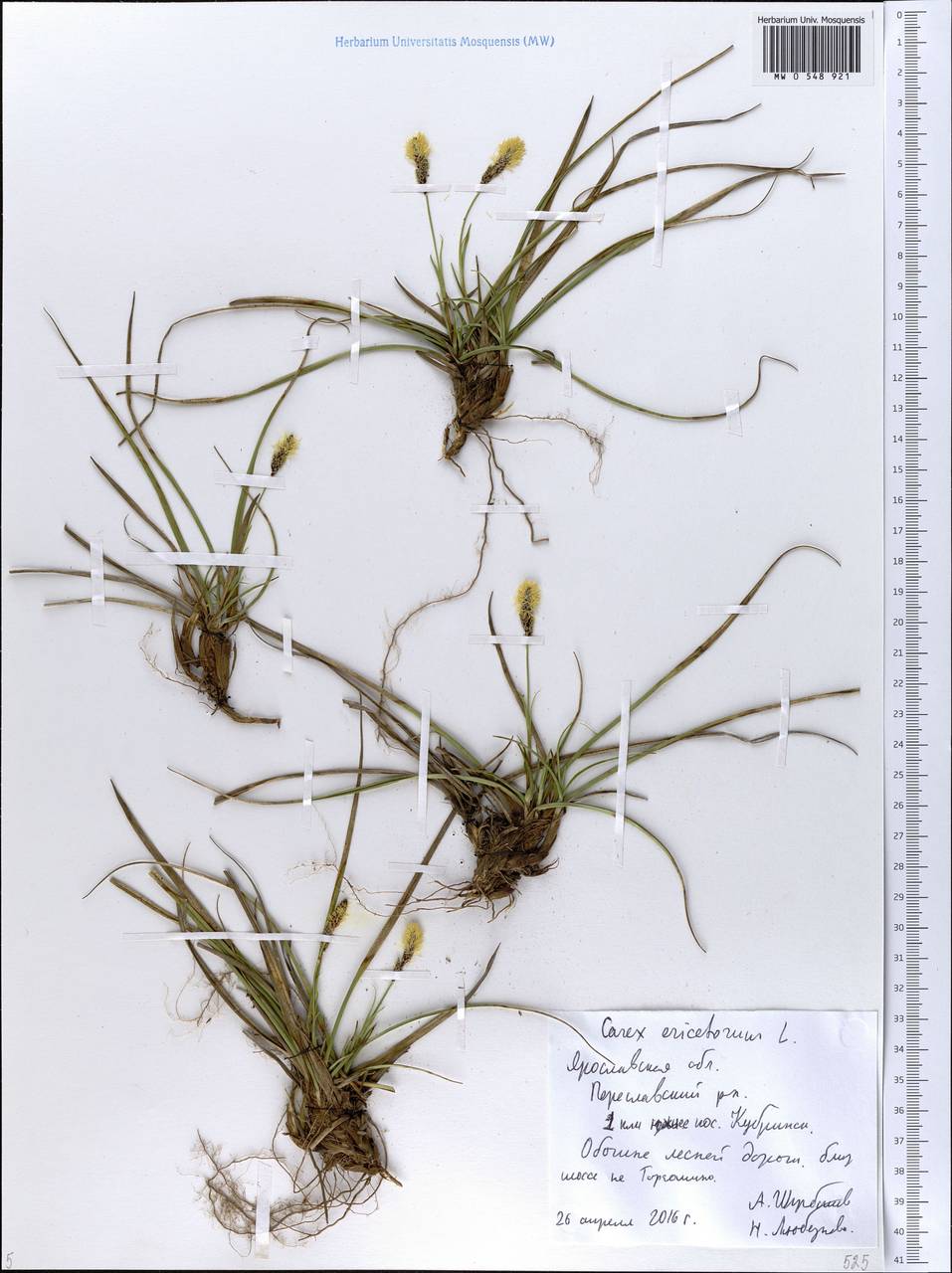 Carex ericetorum Pollich, Eastern Europe, Central forest region (E5) (Russia)