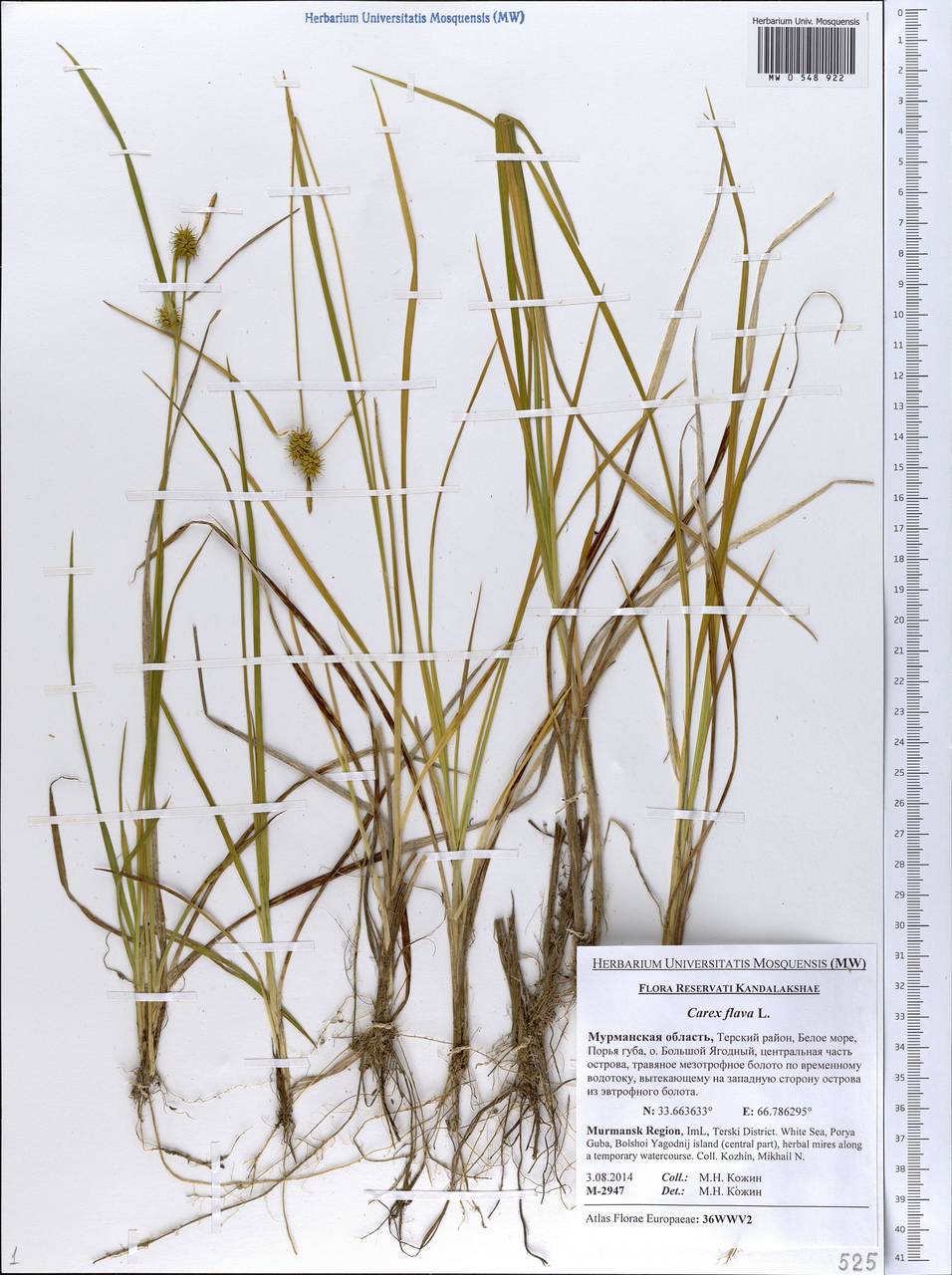 Carex flava L., Eastern Europe, Northern region (E1) (Russia)