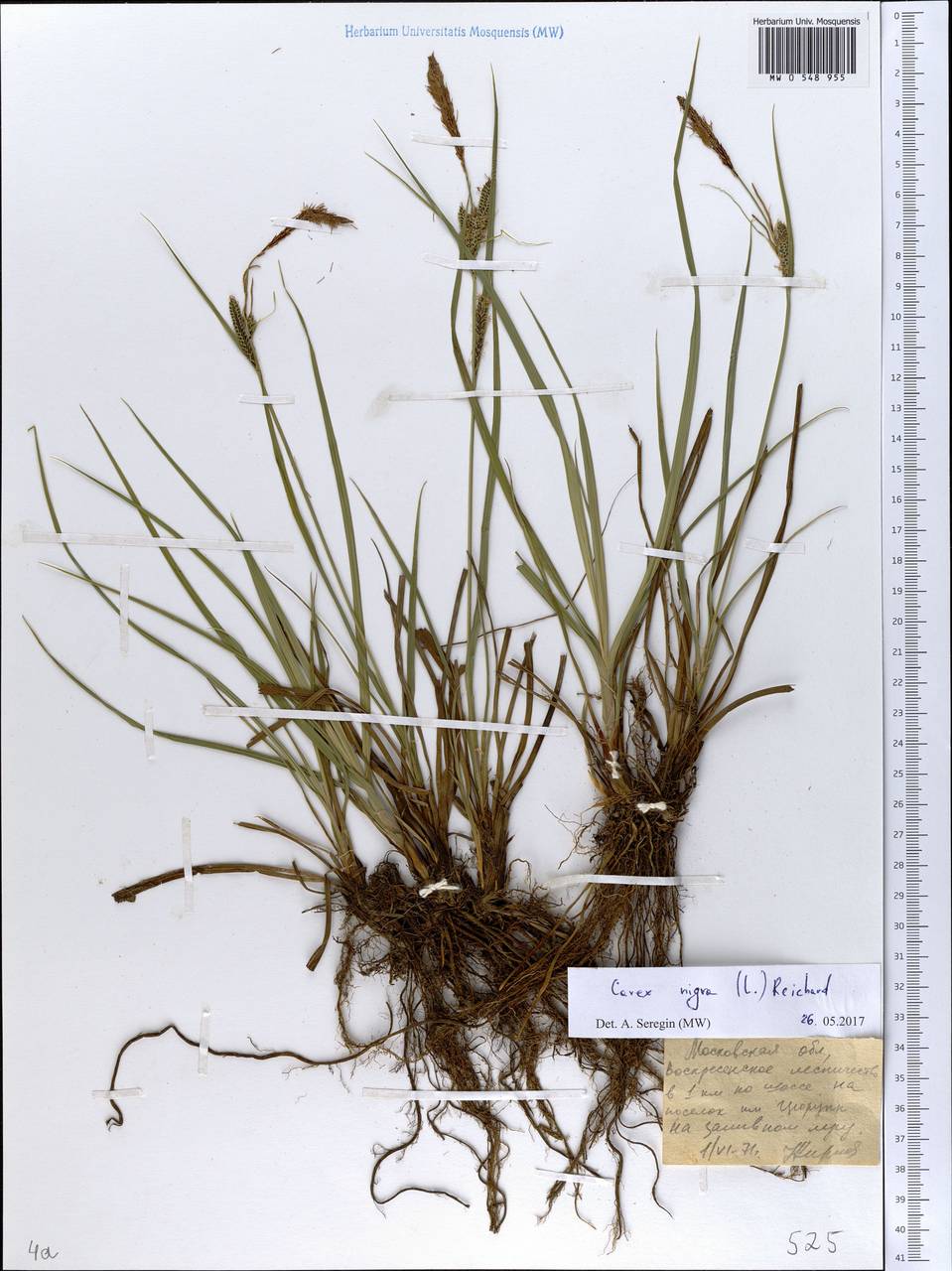 Carex nigra (L.) Reichard, Eastern Europe, Moscow region (E4a) (Russia)