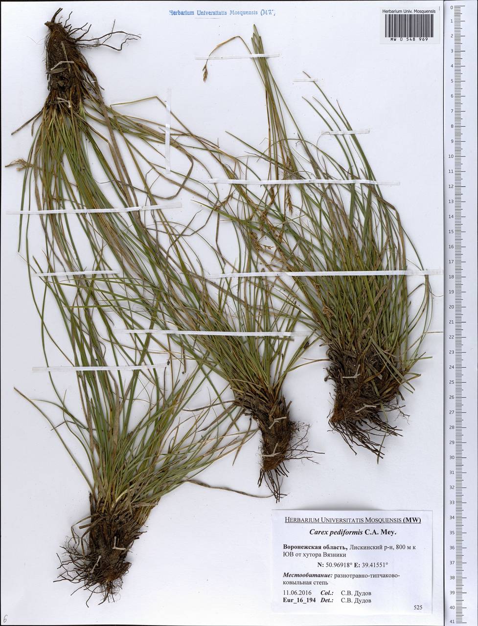 Carex pediformis C.A.Mey., Eastern Europe, Central forest-and-steppe region (E6) (Russia)