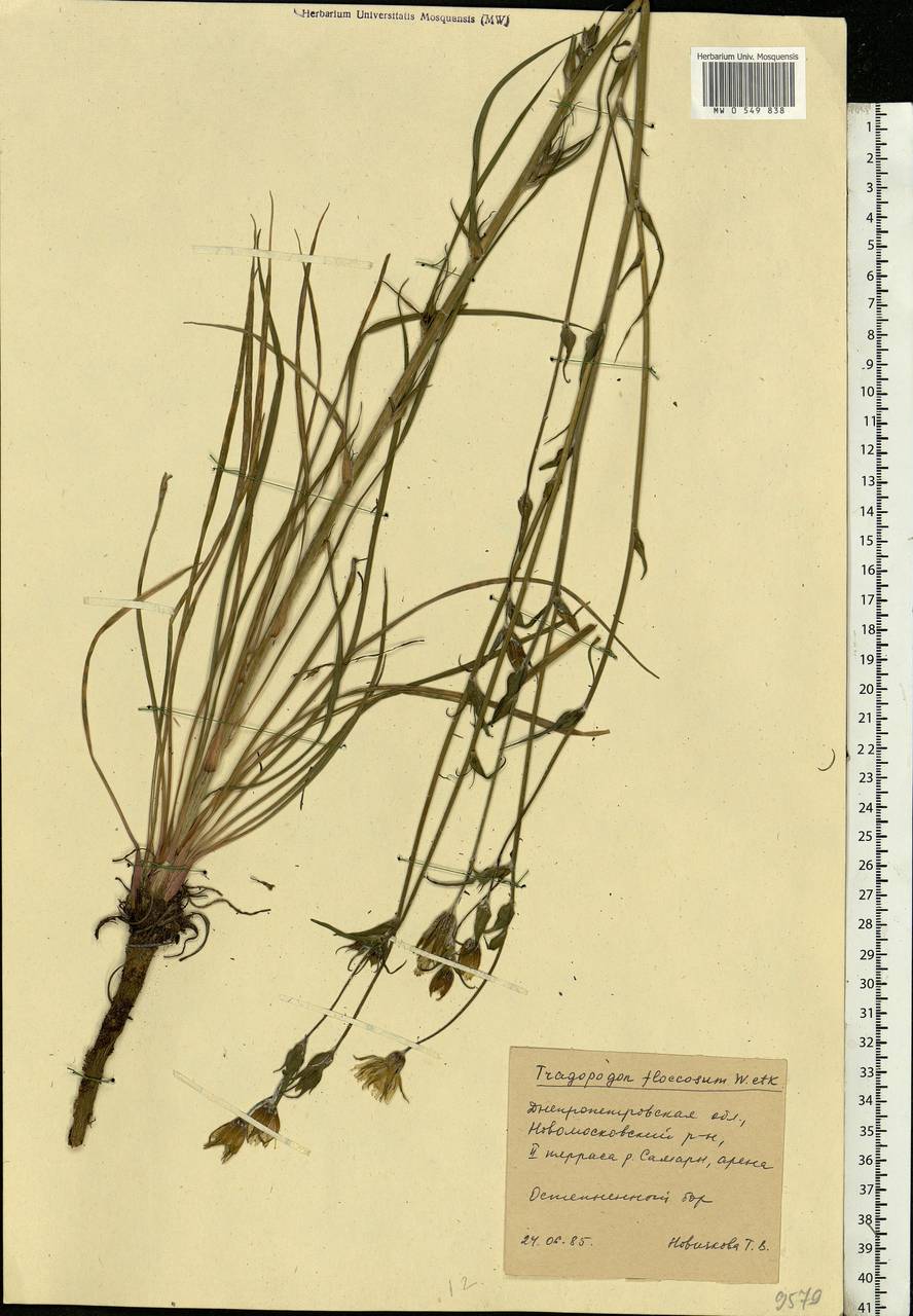 Tragopogon brevirostris DC., Eastern Europe, South Ukrainian region (E12) (Ukraine)