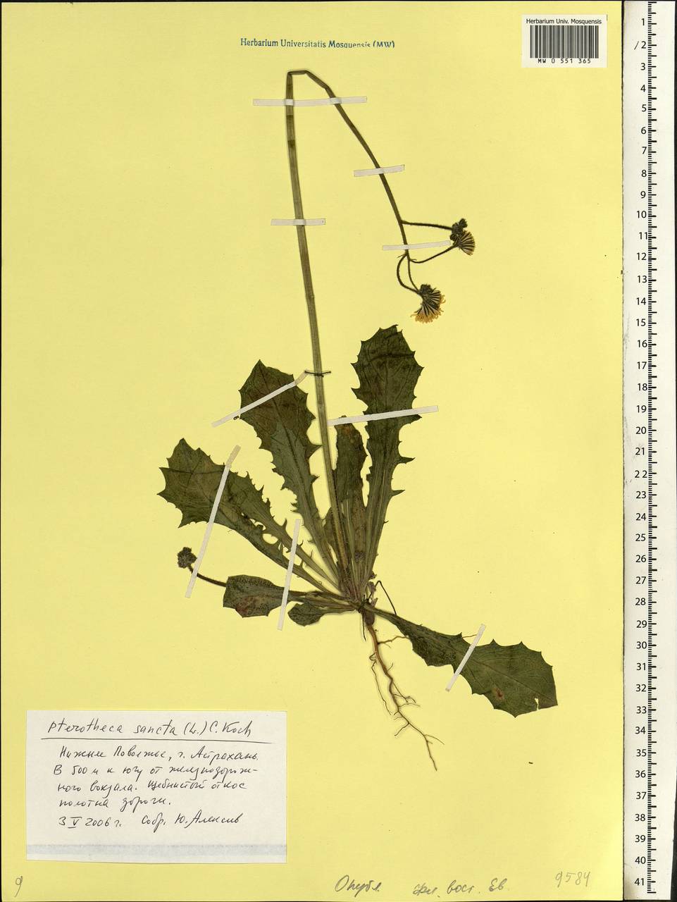 Crepis sancta subsp. obovata (Boiss. & Noë) Babc., Eastern Europe, Lower Volga region (E9) (Russia)