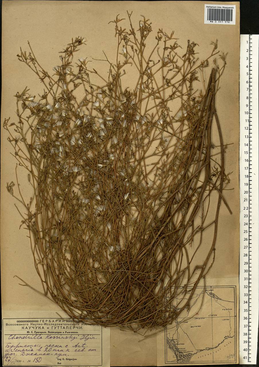 Chondrilla pauciflora Ledeb., Middle Asia, Caspian Ustyurt & Northern Aralia (M8) (Kazakhstan)