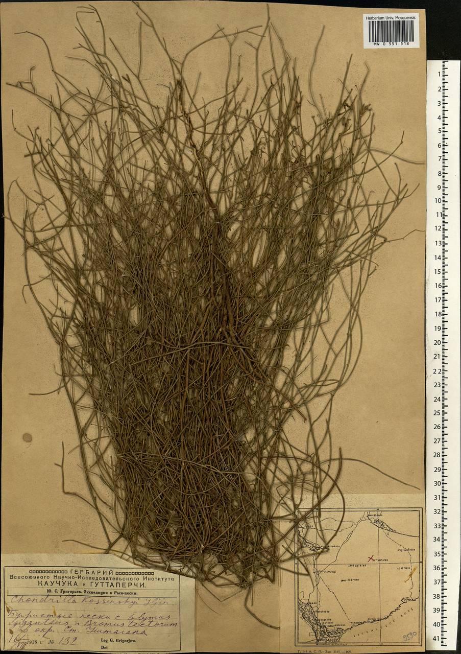 Chondrilla pauciflora Ledeb., Middle Asia, Caspian Ustyurt & Northern Aralia (M8) (Kazakhstan)