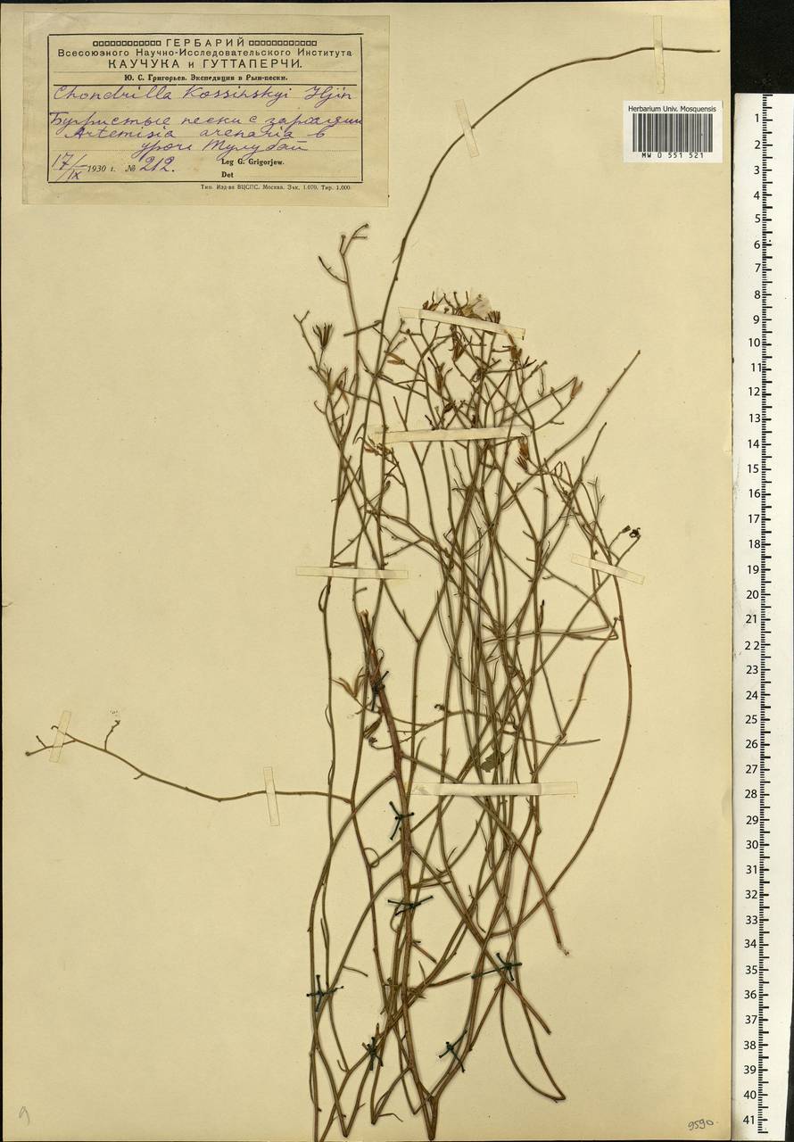 Chondrilla pauciflora Ledeb., Eastern Europe, Lower Volga region (E9) (Russia)