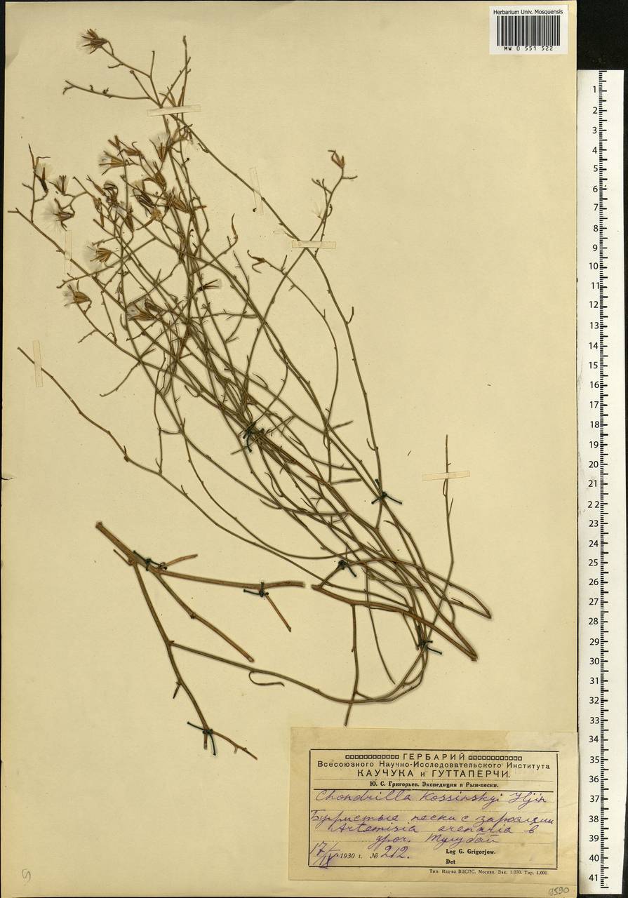 Chondrilla pauciflora Ledeb., Middle Asia, Caspian Ustyurt & Northern Aralia (M8) (Kazakhstan)