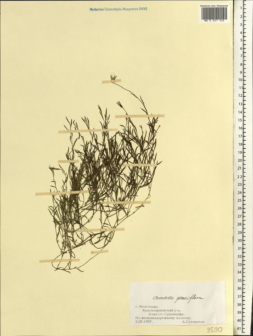 Chondrilla pauciflora Ledeb., Eastern Europe, Lower Volga region (E9) (Russia)