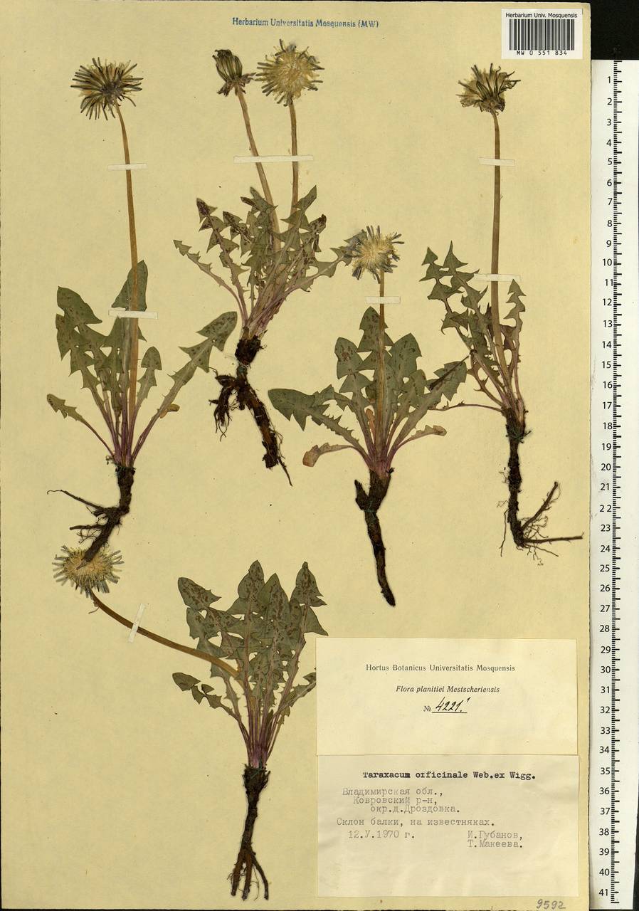 Одуванчик гербарий. Taraxacum officinale гербарий. Одуванчик лекарственный гербарий. Одуванчик гербарий с корнем. Гербарий одуванчик обыкновенный.