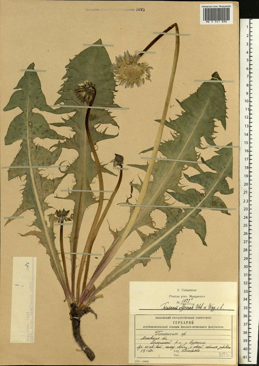 Корневая система одуванчика. Гербарий одуванчик обыкновенный. Taraxacum officinale гербарий. Гербарии олуваняик лекарствегный. Одуванчик лекарственный гербарий корень.