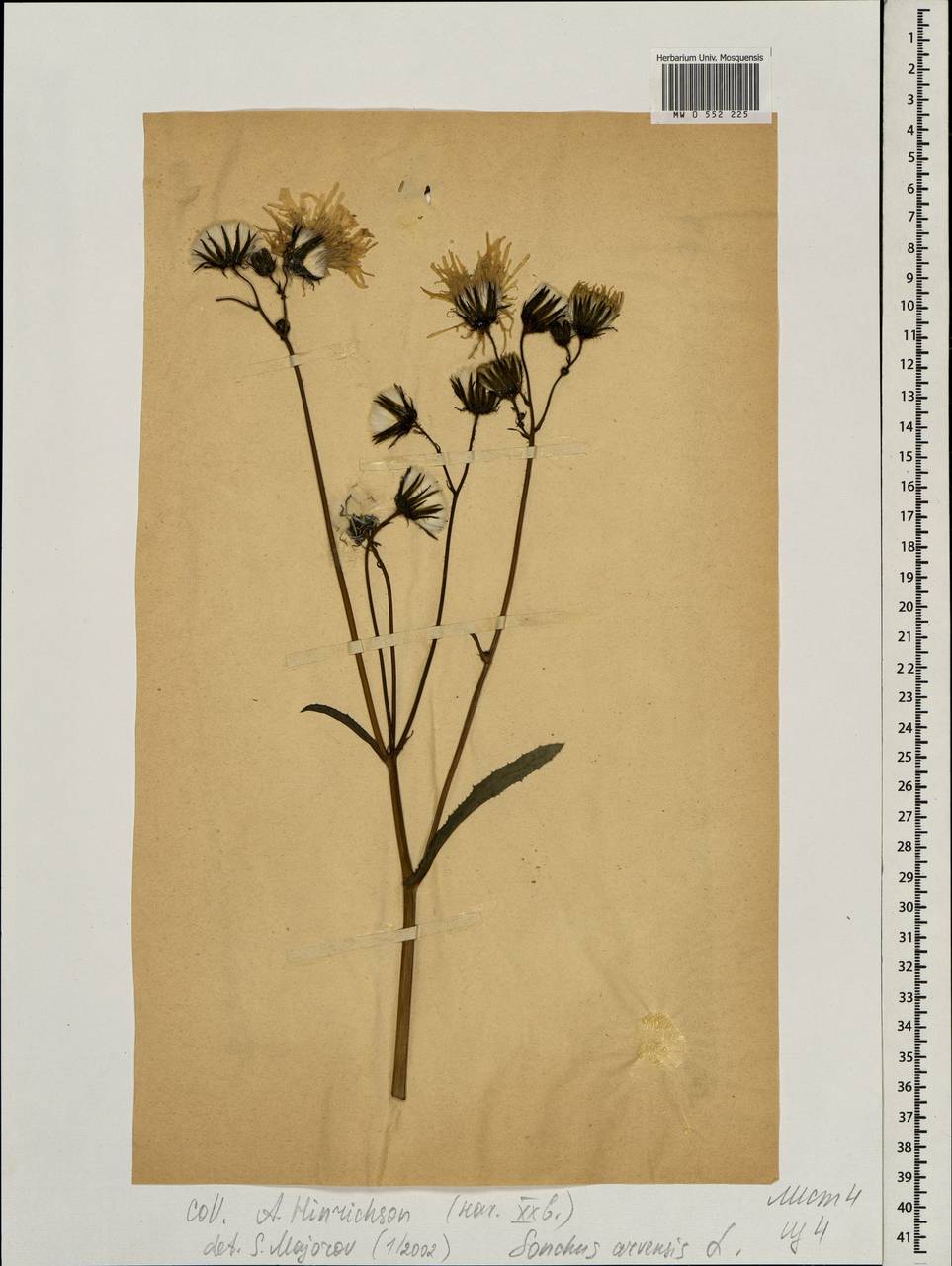 Sonchus arvensis L., Eastern Europe, Estonia (E2c) (Estonia)