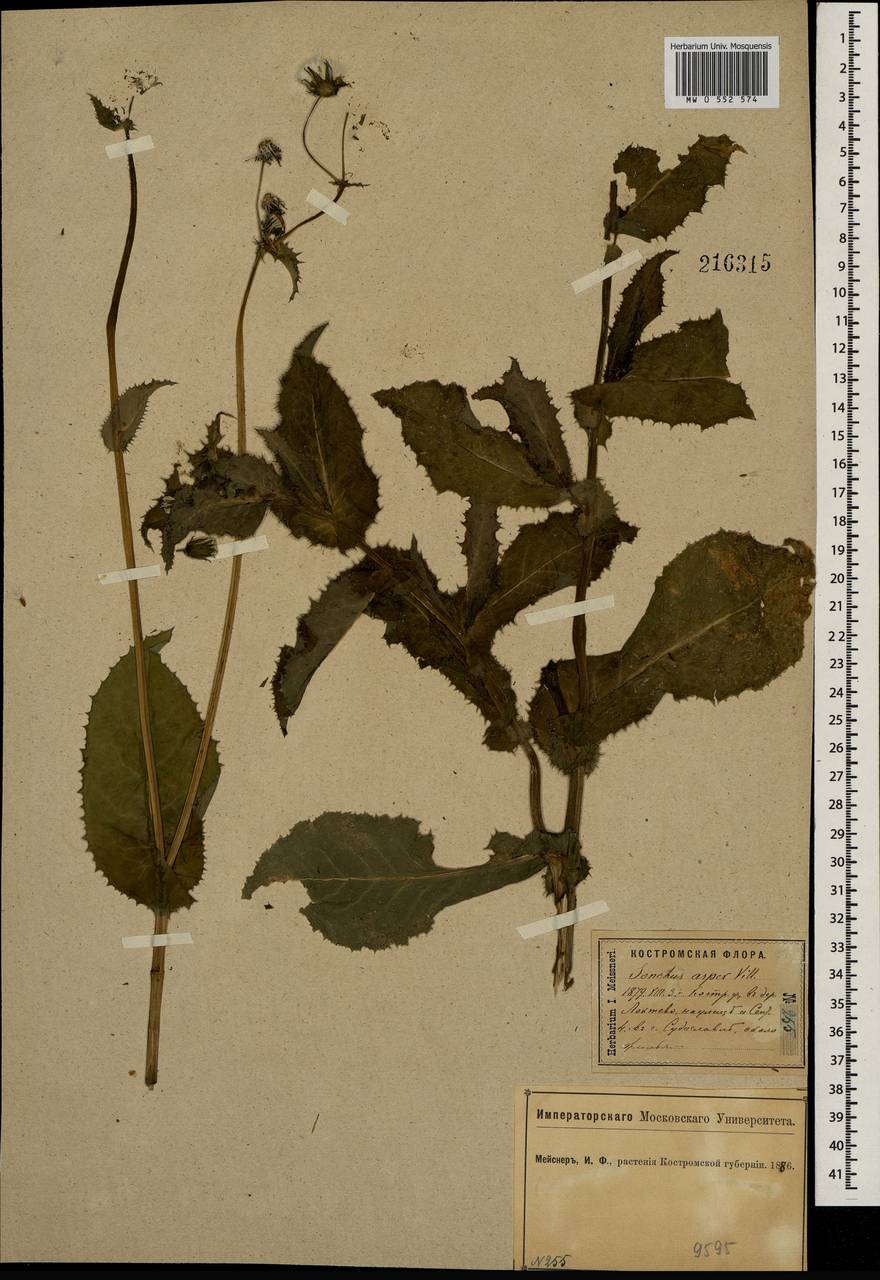Sonchus asper (L.) Hill, Eastern Europe, Central forest region (E5) (Russia)