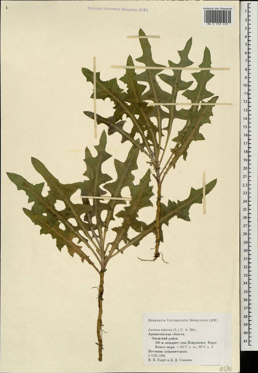 Lactuca tatarica (L.) C. A. Mey., Eastern Europe, Northern region (E1) (Russia)