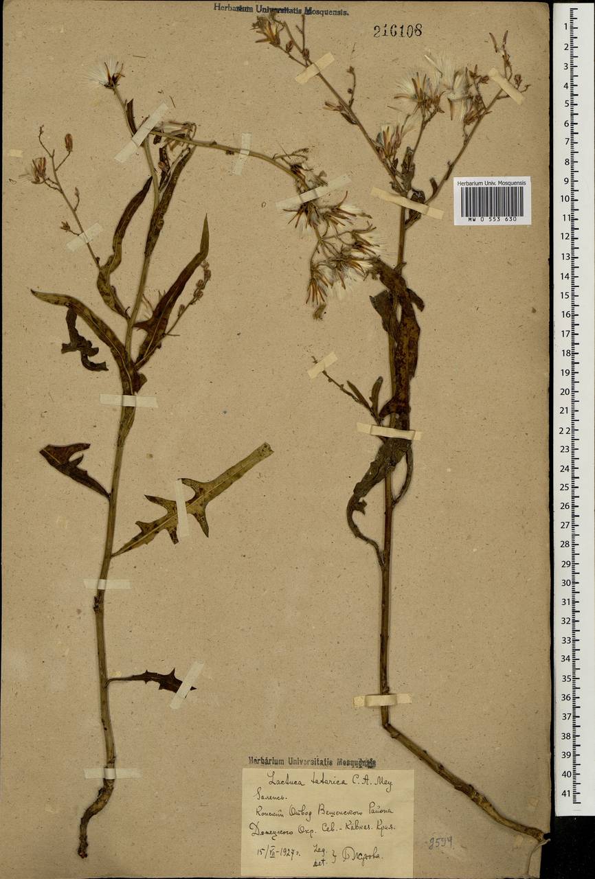 Lactuca tatarica (L.) C. A. Mey., Eastern Europe, Rostov Oblast (E12a) (Russia)