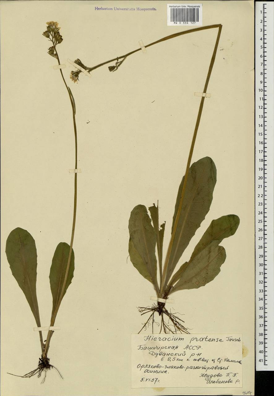 Crepis praemorsa (L.) Tausch, Eastern Europe, Eastern region (E10) (Russia)