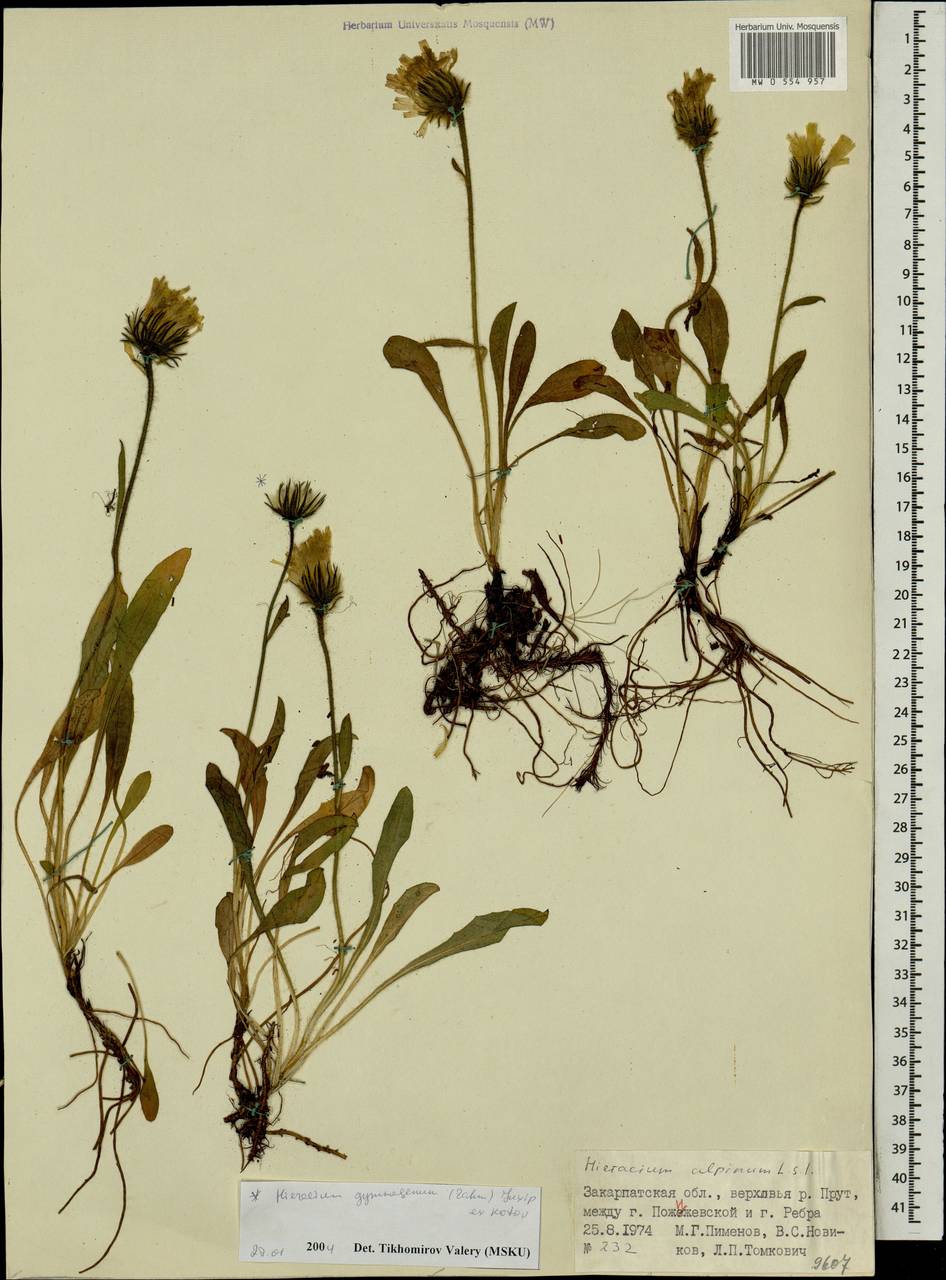 Hieracium alpinum subsp. gymnogenum Zahn, Eastern Europe, West Ukrainian region (E13) (Ukraine)