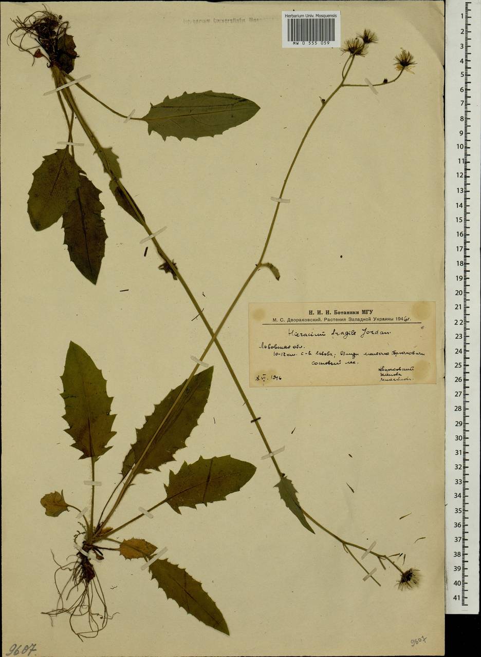 Hieracium glaucinum subsp. fragile (Jord.) O. Bolòs & Vigo, Eastern Europe, West Ukrainian region (E13) (Ukraine)