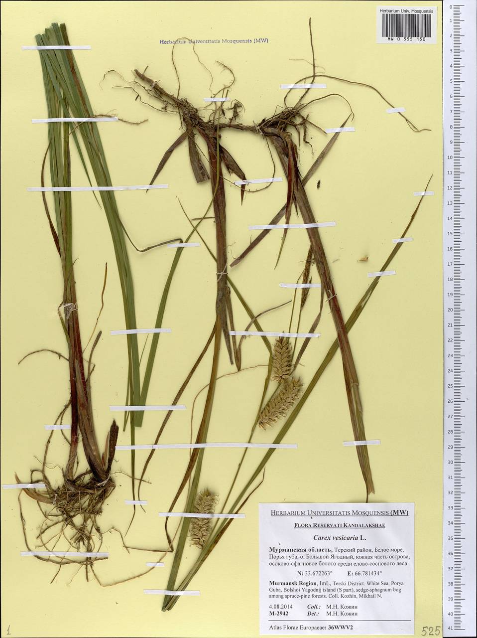 Carex vesicaria L., Eastern Europe, Northern region (E1) (Russia)