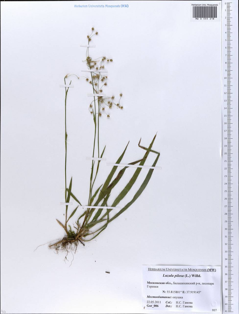 Luzula pilosa (L.) Willd., Eastern Europe, Moscow region (E4a) (Russia)