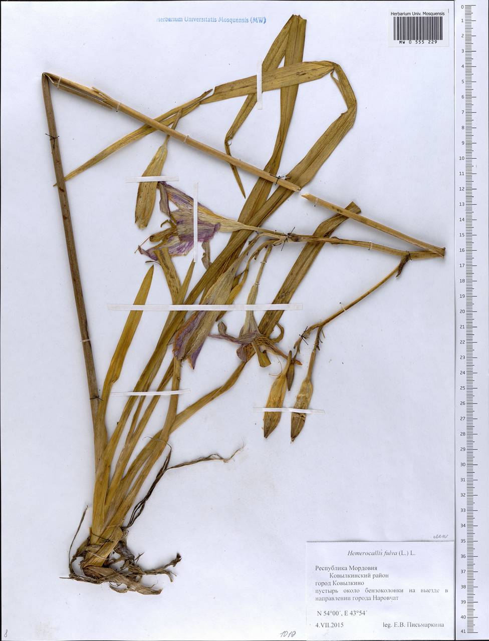 Hemerocallis fulva (L.) L., Eastern Europe, Middle Volga region (E8) (Russia)
