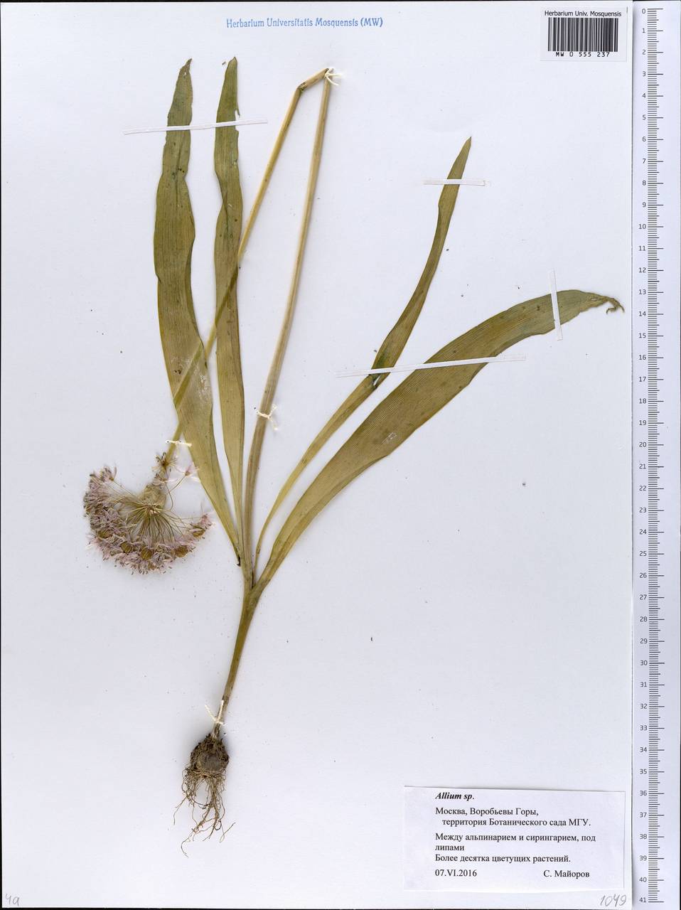 Allium, Eastern Europe, Moscow region (E4a) (Russia)