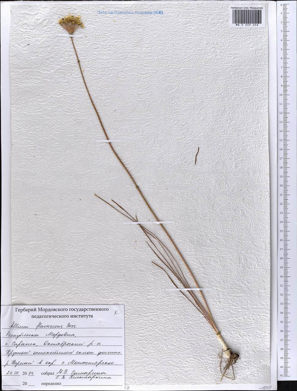 Allium flavescens Besser, Eastern Europe, Middle Volga region (E8) (Russia)