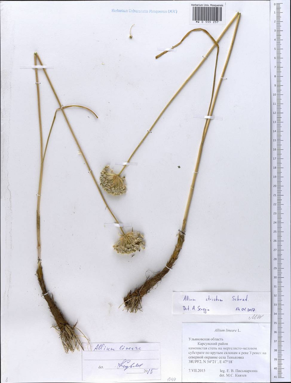Allium strictum Schrad., Eastern Europe, Middle Volga region (E8) (Russia)