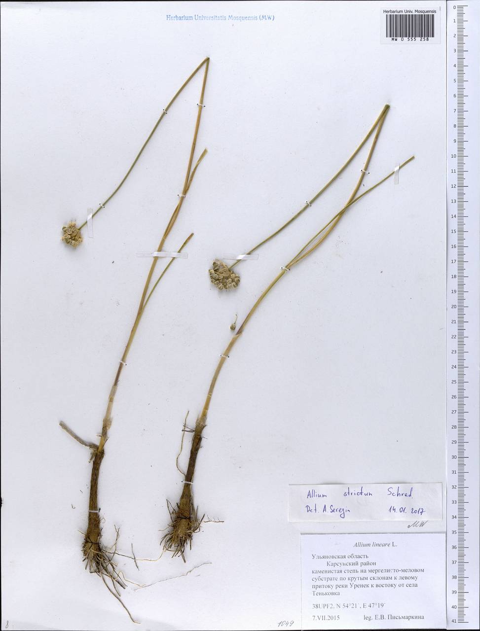 Allium strictum Schrad., Eastern Europe, Middle Volga region (E8) (Russia)