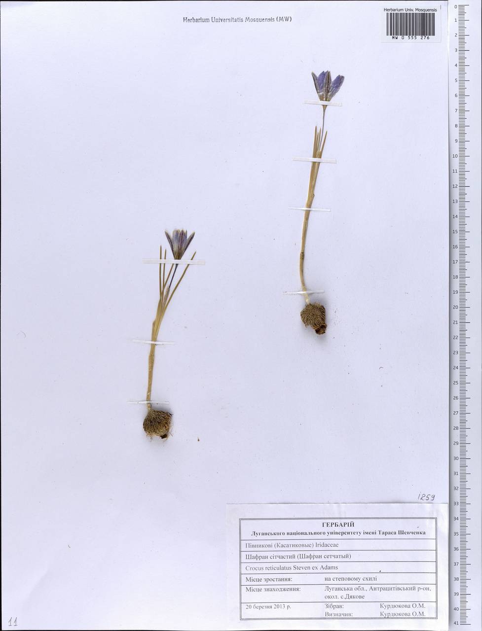 Crocus reticulatus Steven ex Adams, Eastern Europe, North Ukrainian region (E11) (Ukraine)